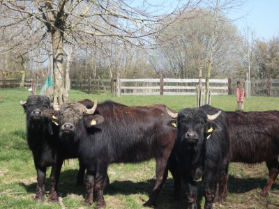 Waterbuffalo - De Zonnegloed - Animal park - Animal refuge centre 